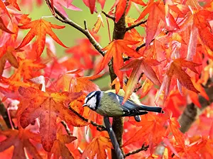 Saxifragales Prints: Blue tit (Cyanistes caeruleus) perched in Sweetgum (Liquidambar styraciflua) tree