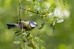 Images Dated 28th January 2022: Blue tit (Cyanistes caeruleus) perching on a branch, Bavaria, Germany, Europe. May