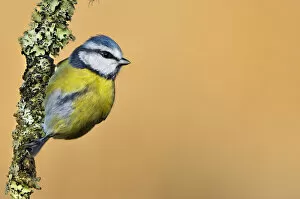 Blue Tit (Cyanistes / Parus caeruleus) perched on lichen-covered twig. Wales, UK, February