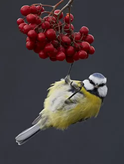 Images Dated 1st November 2012: Blue Tit (Paris caereleus) hanging below red berries on which it has been feeding