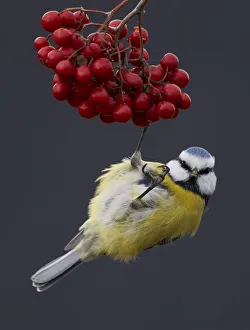 Blue Tit (Paris caereleus) hanging below red berries on which it has been feeding