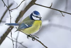 Images Dated 13th March 2009: Blue tit (Parus caereleus) perched in snow, Kotka, Finland, January