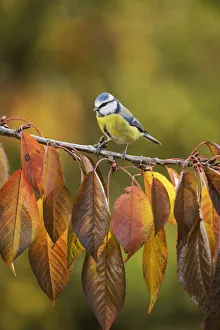Blue tit (Parus caeruleus), adult perched on autumn branch of Cherry tree (Prunus sp