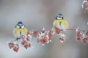 Images Dated 8th December 2010: Two Blue tit (Parus caeruleus) adults in winter, perched on twig with frozen crab apples