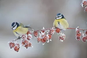 Images Dated 8th December 2010: Two Blue tit (Parus caeruleus) adults in winter, perched on twig with frozen crab apples