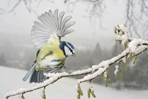 Blue tit (Parus caeruleus) alighting on a snowy hazel branch. Europe. Surrey, England, UK