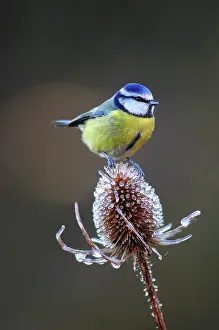Songbirds Prints: Blue Tit (Parus caeruleus) on frozen Teasel (Dipsacus sp.) seed head. UK, December