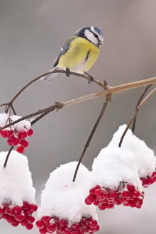 Blue Tit (Parus caeruleus) on Guelder Rose branch with red berries. Bavaria, Germany, December