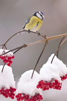 Songbirds Prints: Blue Tit (Parus caeruleus) on Guelder Rose branch with red berries
