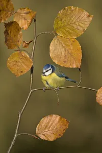 Songbirds Prints: Blue tit (Parus caeruleus) perched on Beech twig in Autumn, UK
