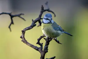 Brasschaat Prints: Blue tit (Parus caeruleus) perched on branch, Brasschaat, Belgium. January
