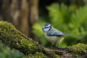 Images Dated 25th November 2010: Blue Tit (Parus caeruleus) perched on mossy branch. Breton Marsh, French Atlantic Coast, November