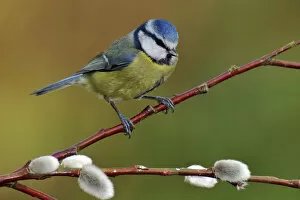 British Birds Collection: Blue tit (Parus caeruleus) perched among Pussy willow, West Sussex, England, UK