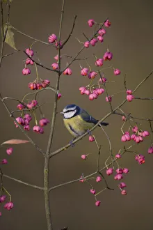 Songbirds Prints: Blue tit (Parus caeruleus) perched amongst spindle berries in autumn, UK