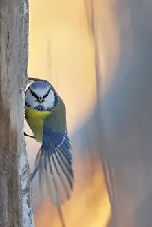 Blue tit (Parus caeruleus) perched on tree trunk, looking at camera with wing stretched Blue tit (Parus caeruleus) perched on tree trunk, looking at camera with wing stretched