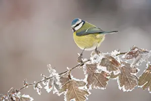 Songbirds Prints: Blue tit (Parus caeruleus) perched in winter, Scotland, UK, December
