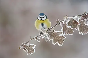 Songbirds Prints: Blue tit (Parus caeruleus) perched in winter, Scotland, UK, December