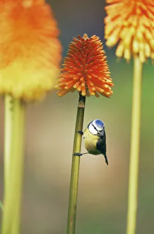 Blue tit {Parus caeruleus} on Red hot poker flower, UK