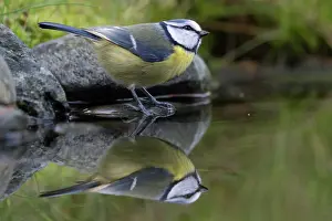 Brasschaat Prints: Blue tit (Parus caeruleus) standing at edge of pool, Brasschaat, Belgium. January