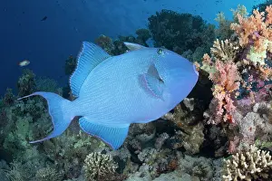 Red Sea Prints: Blue triggerfish (Pseudobalistes fuscus) swimming over a reef