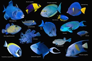 Blue tropical reef fish composite image on black background, Blue triggerfish (Pseudobalistes fuscus)