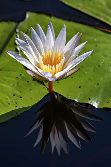 Nymphaea Prints: Blue water lily (Nymphaea nouchali) in flower, Okavango Delta, Botswana