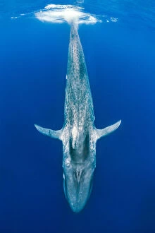 Blue whale (Balaenoptera musculus) diving beneath the surface. Indian Ocean, Sri Lanka