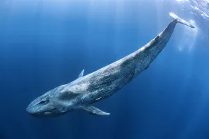 2019 October Highlights Collection: Blue whale (Balaenoptera musculus) swims beneath the surface of the ocean. Indian Ocean