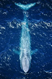Elevated View Prints: Blue whale (Balaenoptera musculus) aerial view of the coast of California