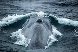 Rear View Prints: Blue whale (Balaenoptera musculus) breathing at the water surface