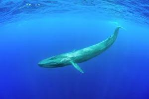 Negative Space Prints: Blue whale (Balaenoptera musculus) diving beneath ocean surface. Indian Ocean, Sri Lanka