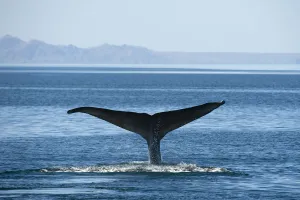 Whale Prints: Blue whale (Balaenoptera musculus) fluking / diving, Endangered species, Sea of Cortez