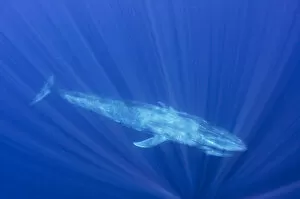 Images Dated 19th March 2020: Blue whale (Balaenoptera musculus) swimming, Indian Ocean, off Sri Lanka. March