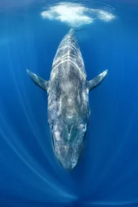 Blue whale (Balaenoptera musculus) swimming beneath the surface of the ocean. Indian Ocean