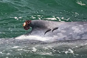 Balaenoptera Sulfurous Prints: Blue whale (Balaenoptera musculus) swimming at water surface