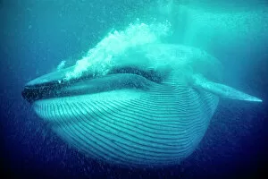 Threatened Gallery: Blue whale (Balaenoptera musculus) underwater, Coronado Islands, Baja California