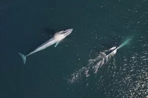Blue whales (Balaenoptera musculus) surfacing, aerial shot, Baja California