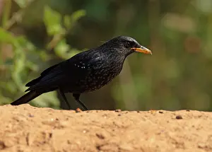 Uttarakhand Prints: Blue whistling-thrush (Myophonus caeruleus) portrait, Sattal, Uttarakhand, India