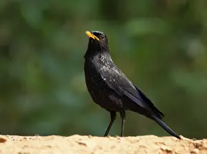 Uttarakhand Prints: Blue whistling-thrush (Myophonus caeruleus) portrait, Sattal, Uttarakhand, India