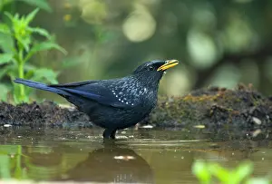 Uttarakhand Prints: Blue whistling-thrush (Myophonus caeruleus) standing in shallow pool