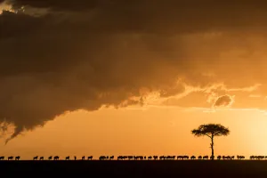 Blue wildebeest (Connochaetes taurinus), migrating herd silhouetted on the horizon at sunset Blue wildebeest (Connochaetes taurinus), migrating herd silhouetted on the horizon at sunset