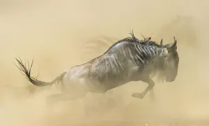 Blue wildebeest (Connochaetes taurinus) running during stampede with Plains zebra