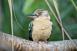 Pandanaceae Prints: Blue-winged kookaburra (Dacelo leachii) female