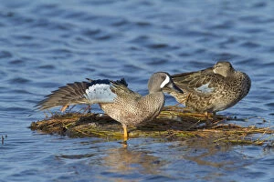 Stretching Gallery: Blue-winged Teal (Anas discors) pair perched on floating vegetation, male stretching its wing
