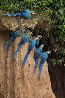 Images Dated 17th March 2016: Blue and yellow macaws (Ara ararauna) at claylick close to the Tambopata river, Tambopata Reserve