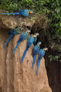 Blue and yellow macaws (Ara ararauna) at claylick close to the Tambopata river, Tambopata Reserve