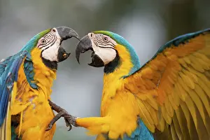 Pantanal Prints: Two Blue and yellow macaws (Ara ararauna) fighting, Pantanal, Mato Grosso do Sul, Brazil