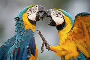 Pantanal Prints: Two Blue and yellow macaws (Ara ararauna) fighting, Pantanal, Mato Grosso do Sul, Brazil