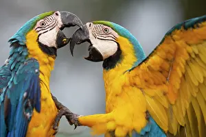 Pantanal Prints: Two Blue and yellow macaws (Ara ararauna) fighting, Pantanal, Mato Grosso do Sul, Brazil