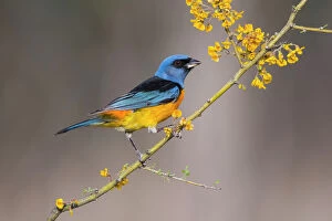 Yellow Collection: Blue and yellow tanager (Thraupis bonariensis), perched on a branch of flowering Chanar